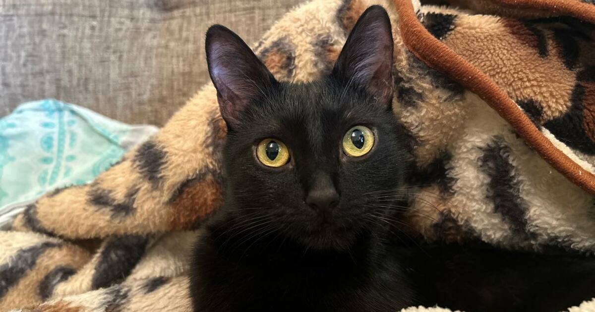 Почему кошки «охраняют» хозяина ночью: объяснен...