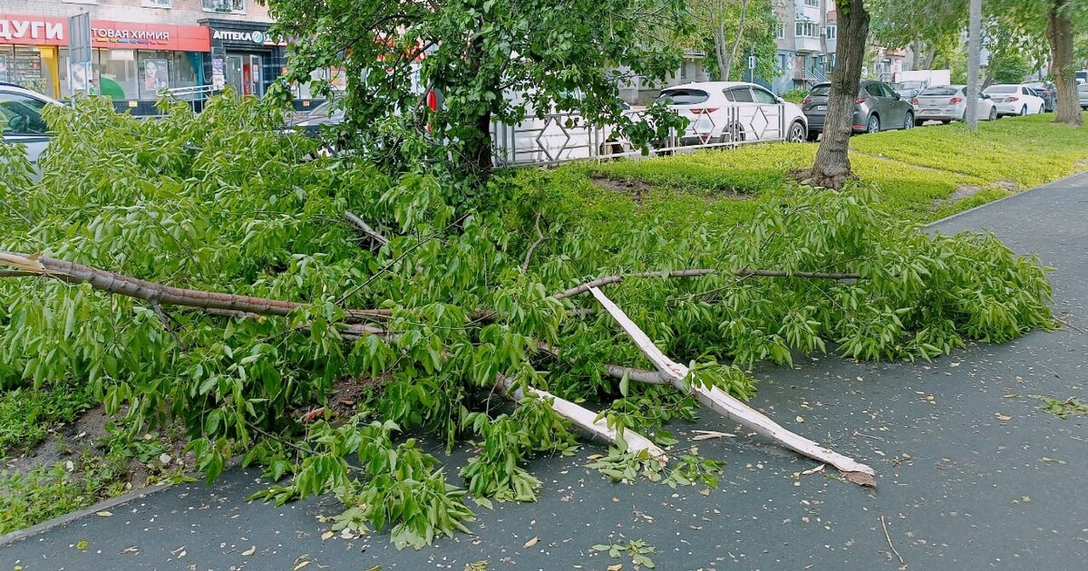 В Самаре после урагана дерево упало на школьниц...