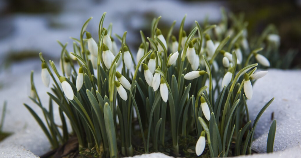 Весна не раньше середины марта: прогноз для Сам...