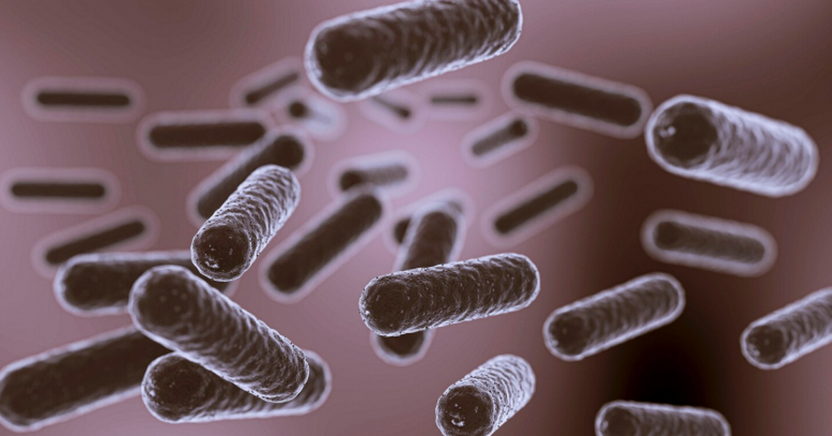 Кишечные микробы могут перепрограммировать жировую ткань для сжигания энергии Учёные показали, что низкобелковая диета в соче...