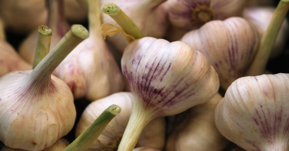 К середине зимы чеснок часто превращается в «ра...