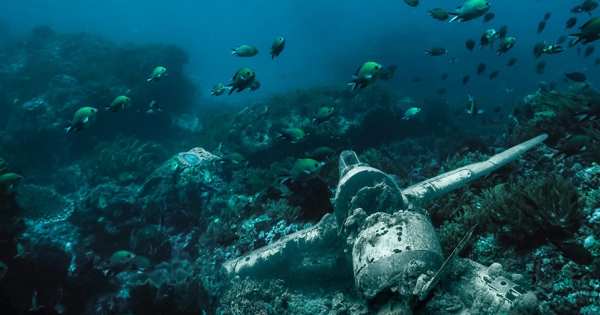 Popular Science: в глубинах Карибского моря открыли около 20 новых обитателей Ученые обнаружили новые виды животных и экосист...