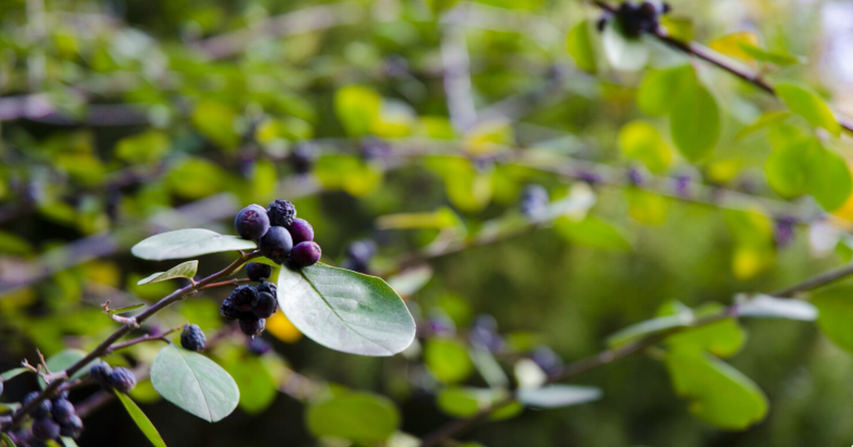 FN: арония снижает сахар и артериальное давление в крови Исследование в Frontiers in Nutrition показало,...