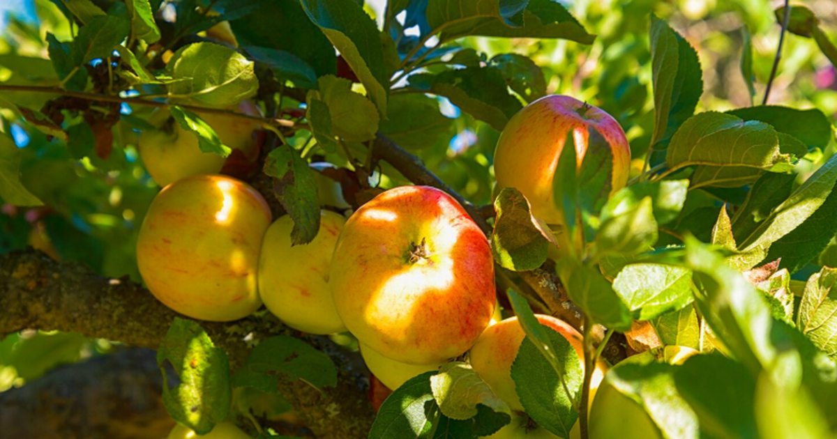 Ученые планируют создать цифровую платформу, ко...