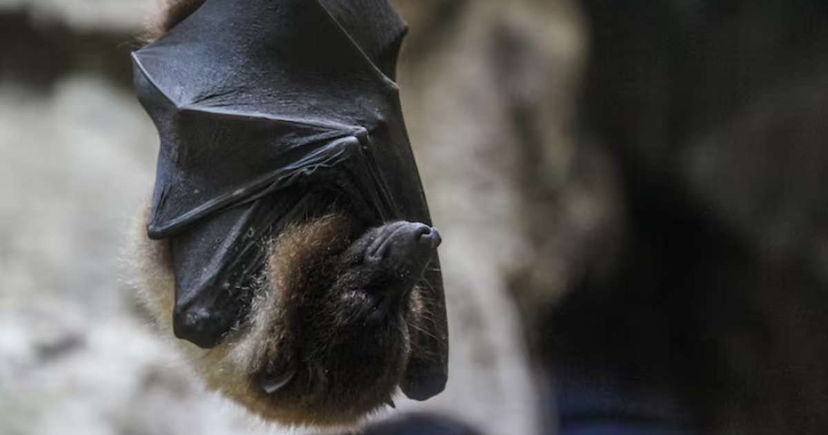 Зоологи проведут мониторинг мест обитания красн...