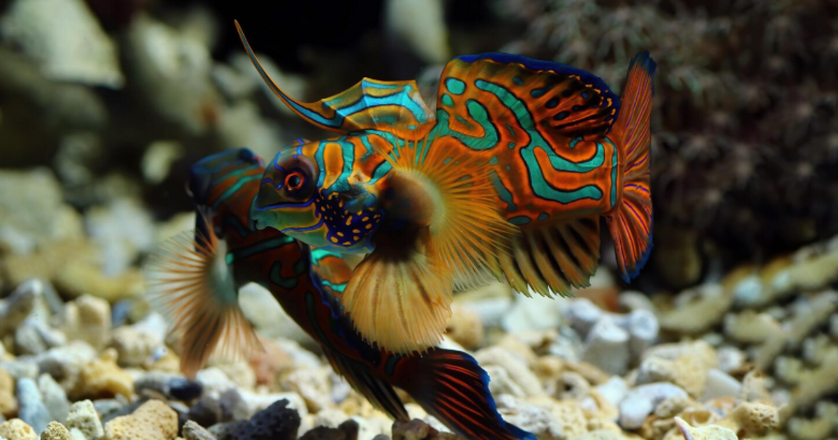 В акватории Крыма всё чаще фиксируют появление ...