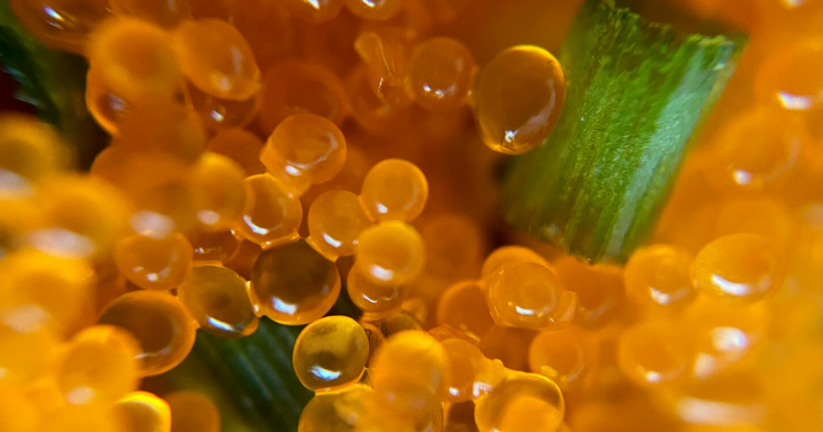 Ежедневный приём добавки рыбьего жира значитель...