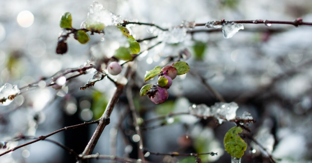 "Страдать будем все": Вильфанд рассказал, когда и почему аномальная жара придет в Россию Синоптики ждут аномальную жару в России: до +35...