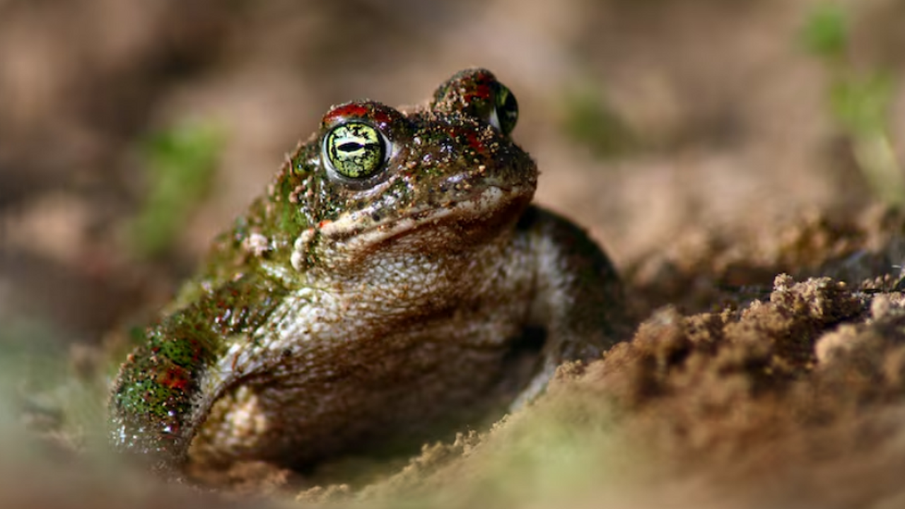 Жабы Bufonidae пересекли Атлантику на «плавучих островах» Команда исследователей представила данные о гло...
