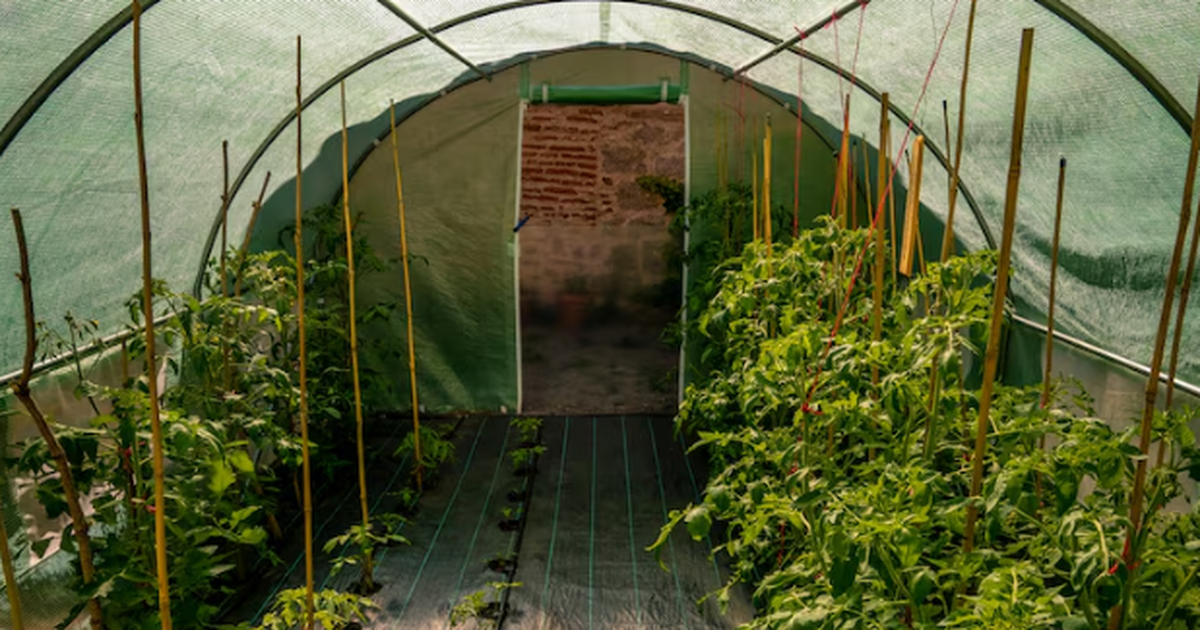 Три года подряд фитофтора превращала помидоры в...