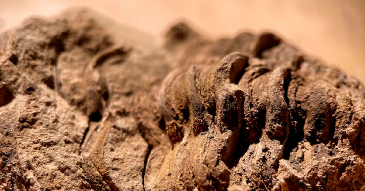 Палеонтологи обнаружили искривленные челюсти др...