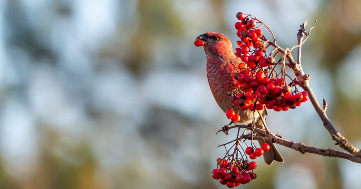 В России планируют заменить импортные пищевые красители рябиной и пихтой В Новосибирске разработаны пищевые красители из...