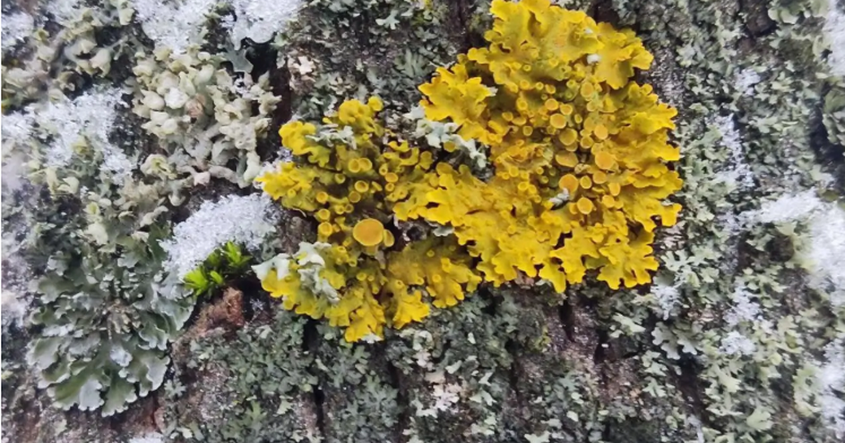 Такие образования - признак здоровой окружающей...