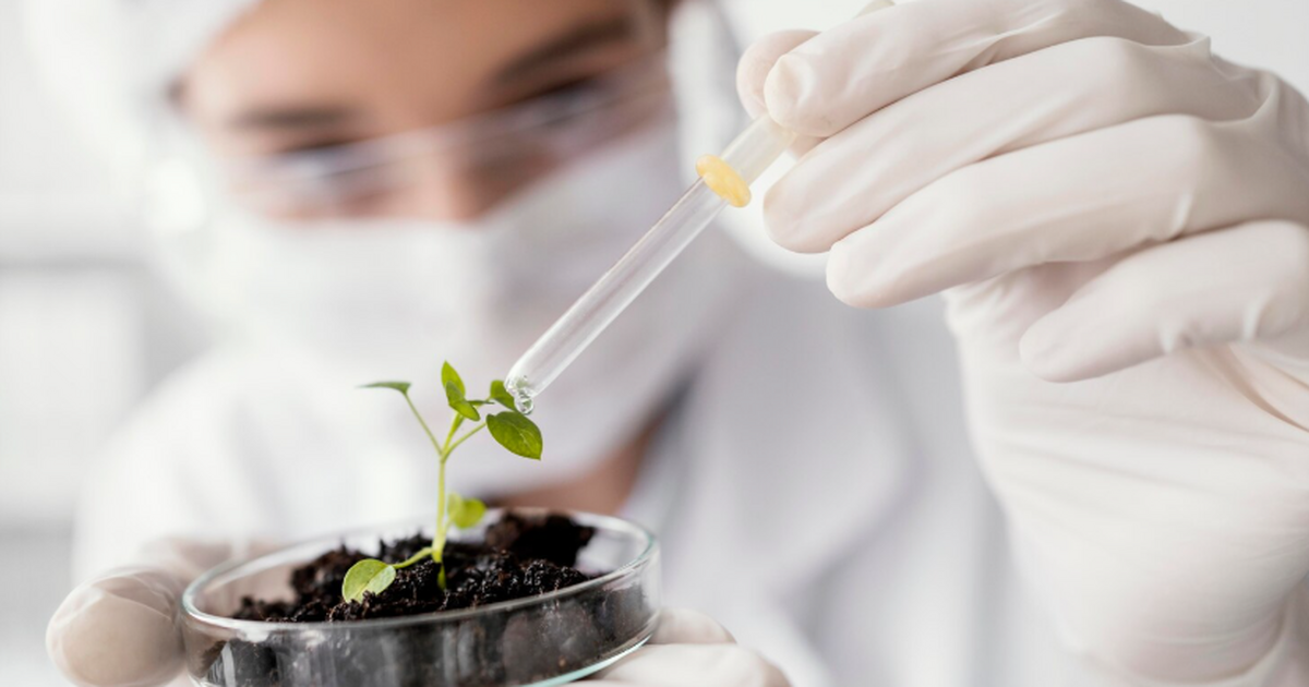 Учёные изучают необычное растение из семейства ...