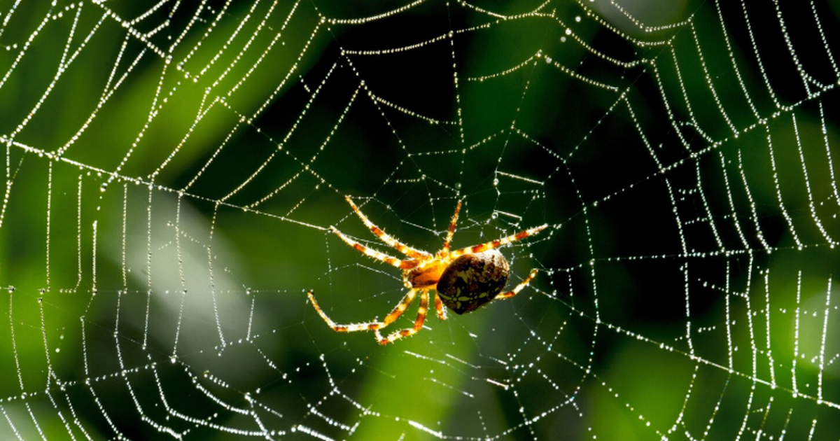 Крошечные пауки мимикрируют «гиганта»: плетут в сети силуэт большого хищника Ученые описали необычную стратегию защиты у дву...