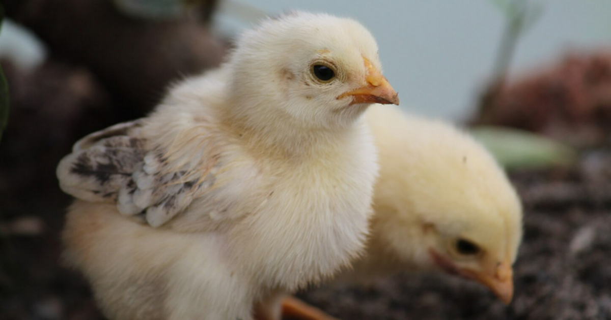 Цыплятам понравились нежные поглаживания со стороны человека Исследование показало, что цыплята предпочитают...