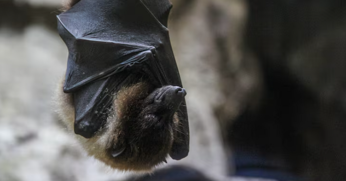 Учёные впервые задокументировали, как городские...