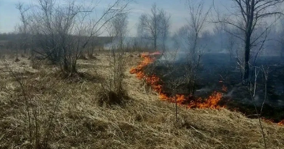 В Самарской области лесники потушили 3 пожара за выходные Специалистам удалось не допустить перехода огня...
