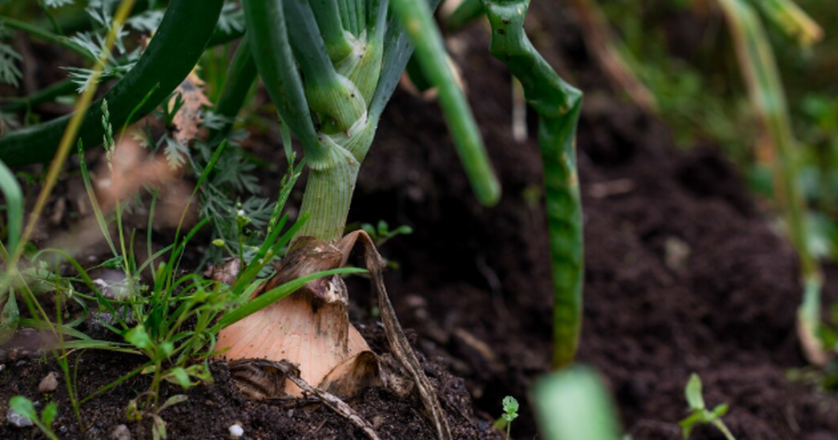 Крепкий урожай озимого чеснока начинается не ле...