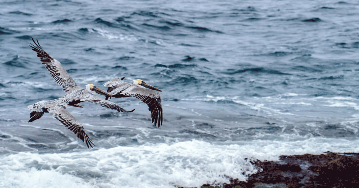 Исследование в Conservation Biology показало, ч...
