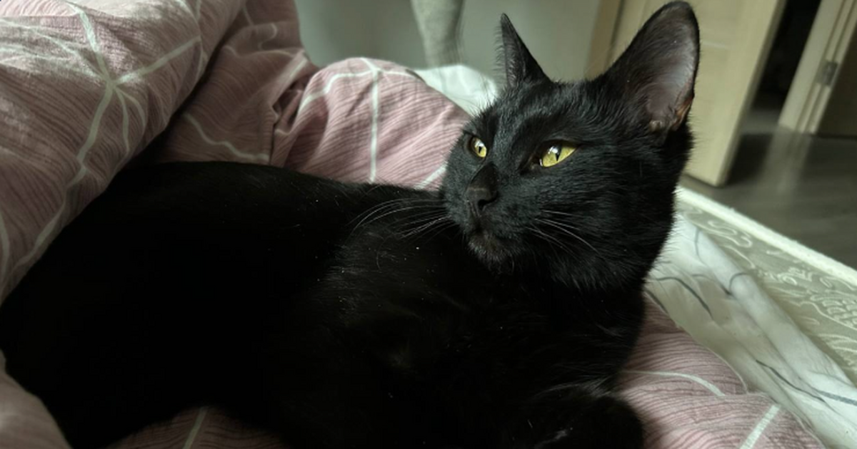 Можно смело брать – чистое мясо без примесей: Роскачество составило список лучших кормов для домашних животных Роскачество проверило корма для питомцев: кого ...