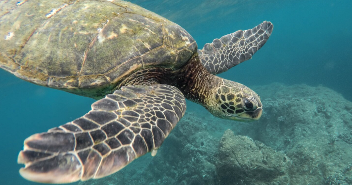 На острове Триндади обнаружены «пластиковые кам...