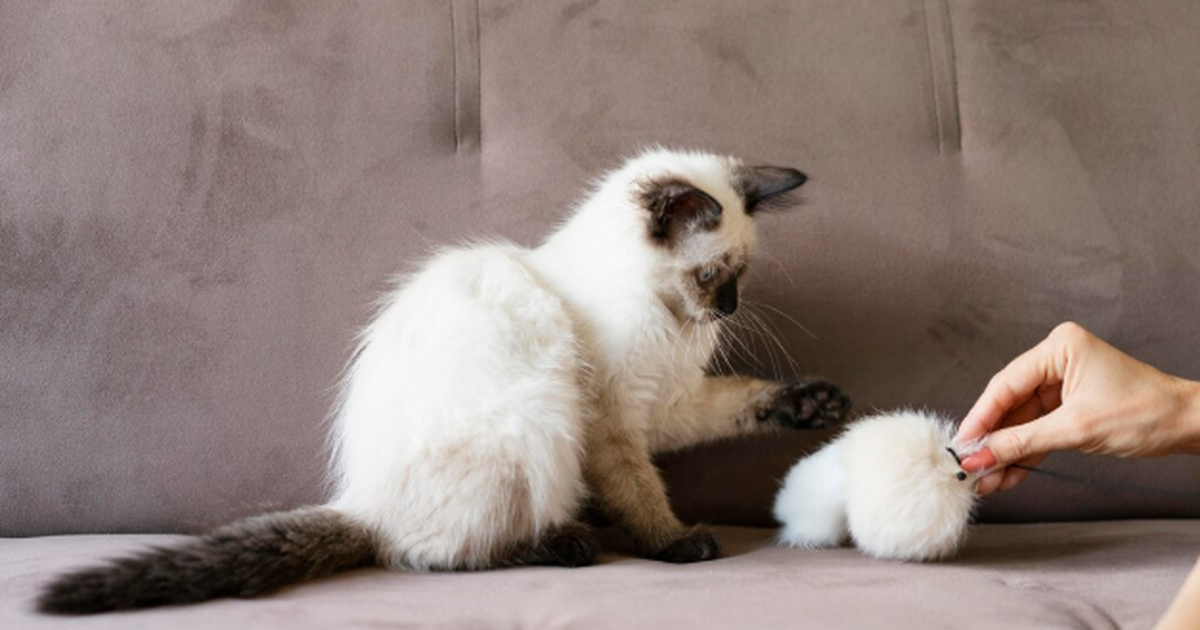 Почему кошка мчится в подъезд и как её останови...