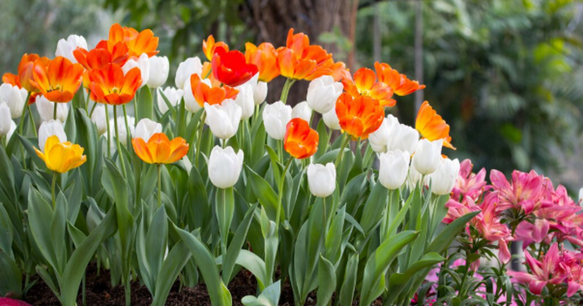 Подзимний посев: как простой осенний ритуал делает цветник ярче, крепче и тратит меньше усилий Осенью руки обычно тянутся к лопате в последний...