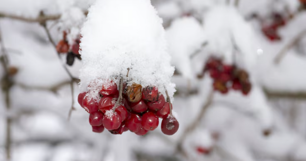 Тёплые зимы в Москве — не норма: Вильфанд преду...