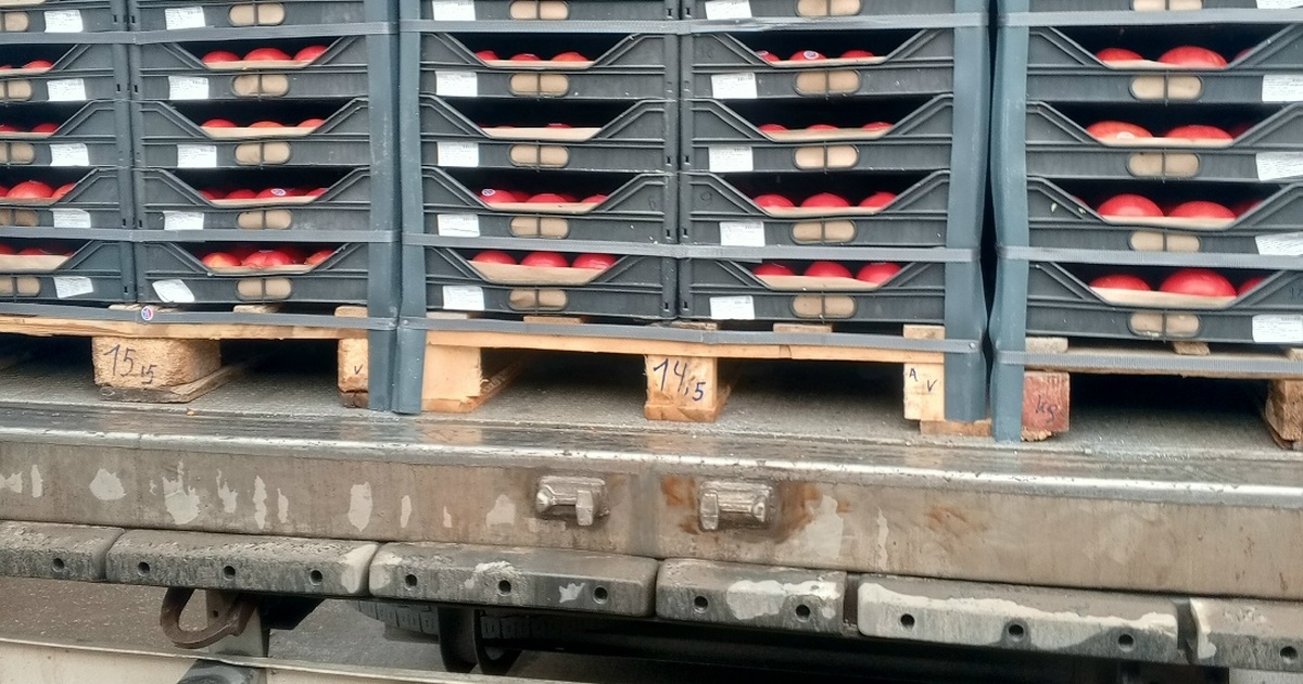 Россельхознадзор предотвратил ввоз 9 тонн зараженных томатов в Самарской области В овощах выявлен вирус коричневой морщинистости...