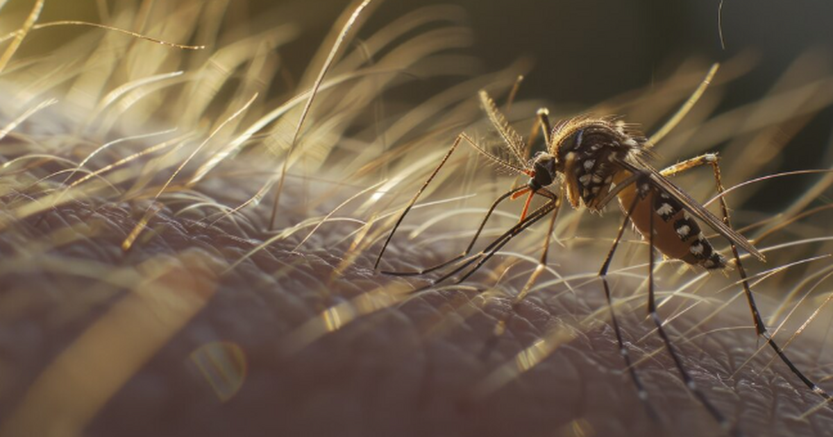 ИЦИГ: комары начали приспосабливаться к жизни в городах 1000-летия назад Адаптация комаров к жизни рядом с человеком нач...