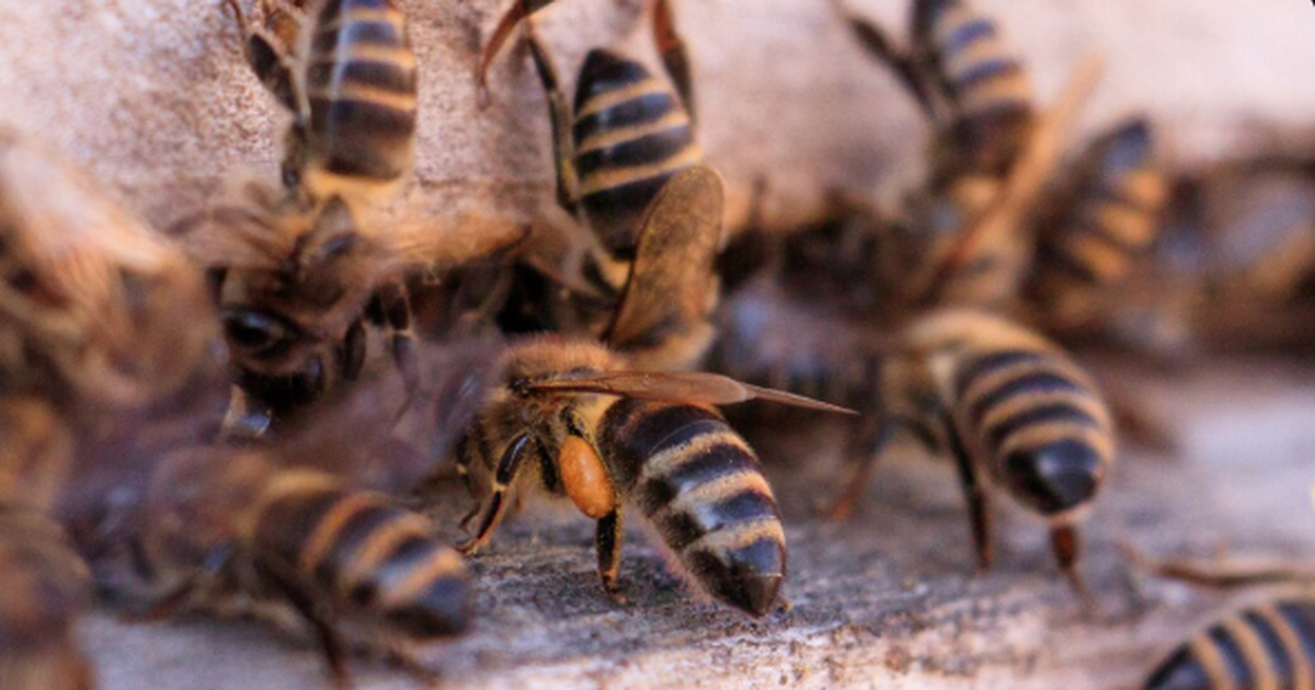 Американские биологи обнаружили на кладбище Ист...