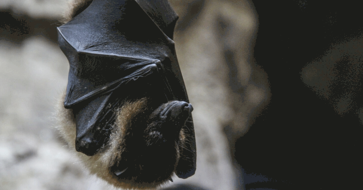 Учёные выявили вирус летучих мышей, способный п...