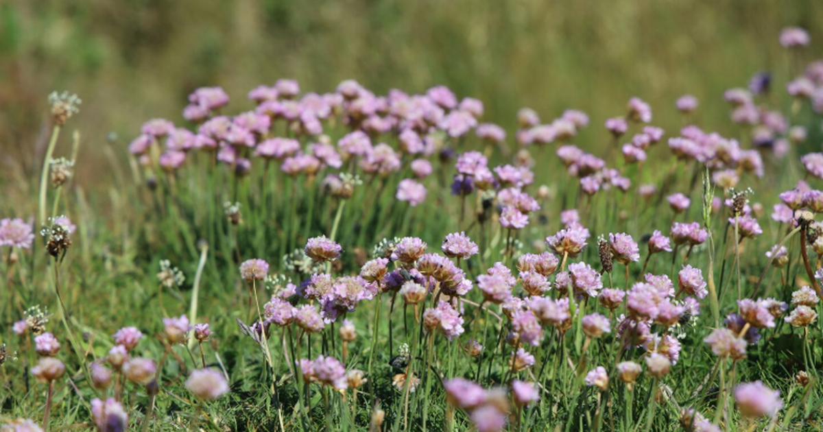 Тимирязевская академия разработала ИИ-платформу...