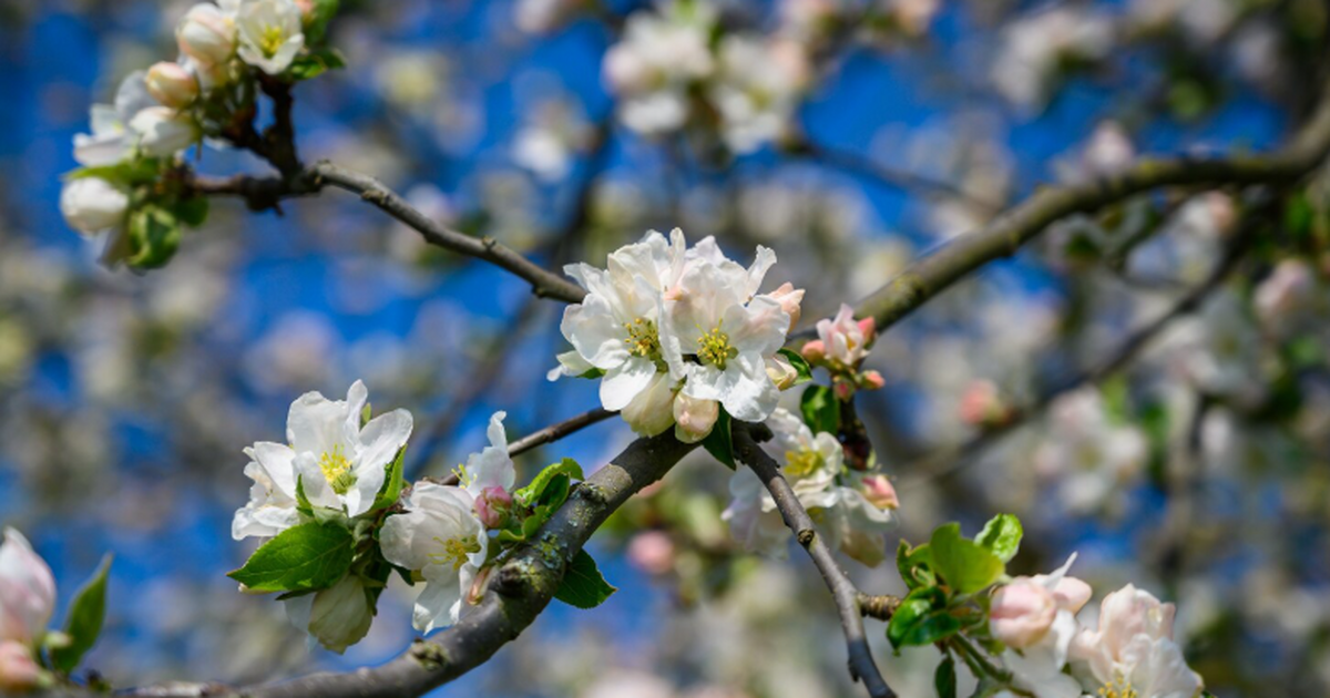 Исследователи показали, что капли воды на листь...