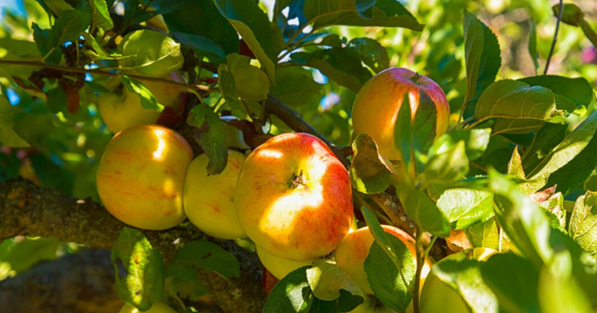 После сбора урожая и листопада деревья остаются...