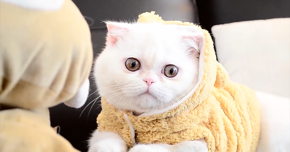 Также вырос спрос на зоотовары