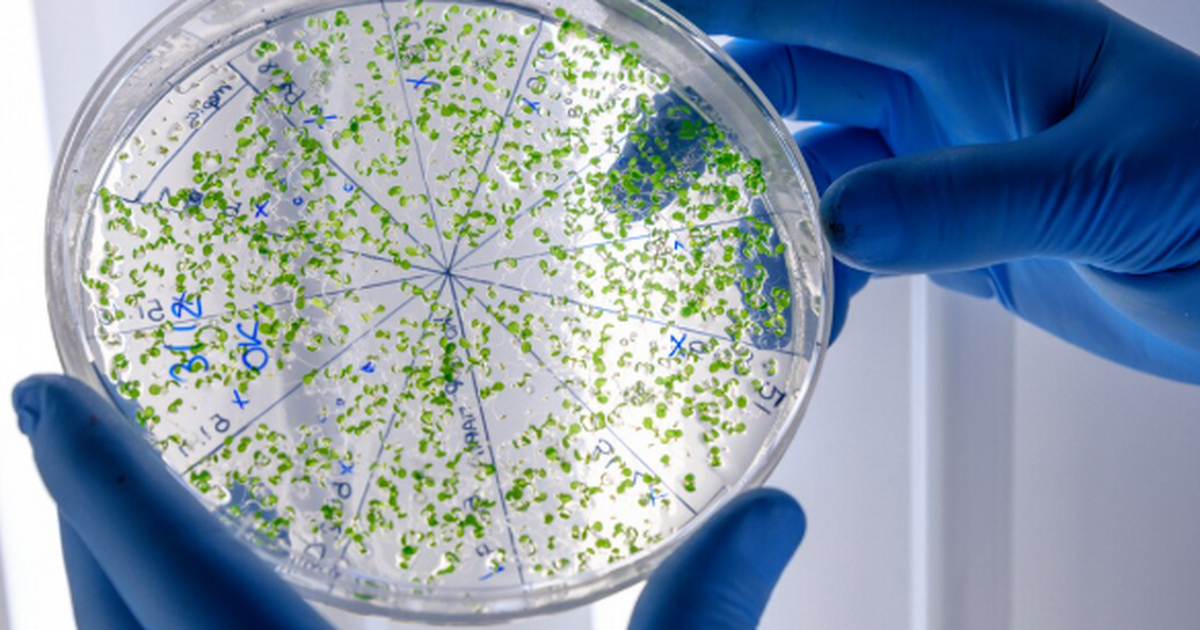 Китайские микробиологи открыли новый бактериофа...