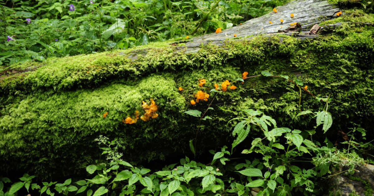 Российские ученые выяснили, что тип надпочвенно...