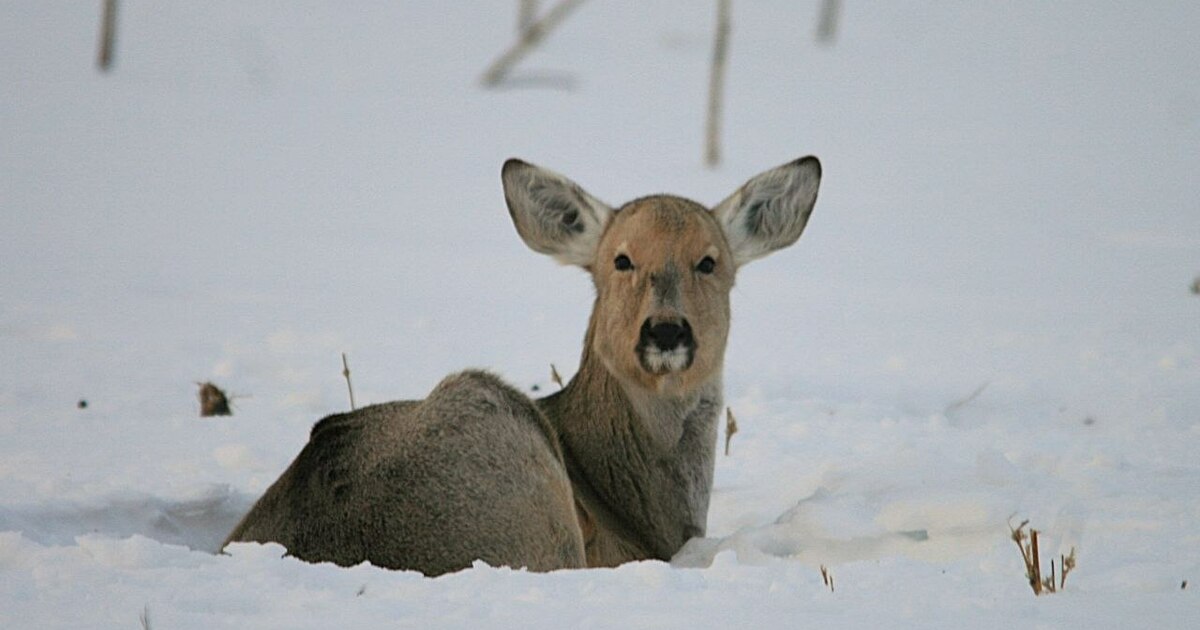 Такие места позволяют косулям находиться в безо...