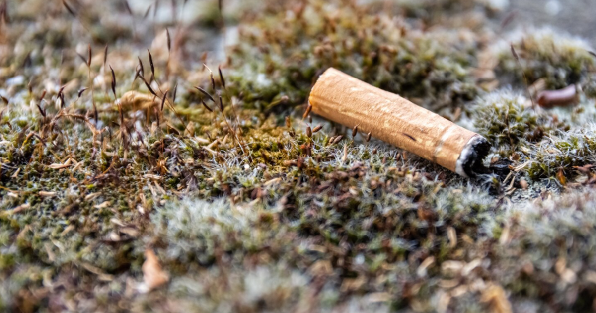 Окурки назвали скрытым источником генов антибиотикоустойчивости в парках Китайские исследователи обследовали 105 парков ...