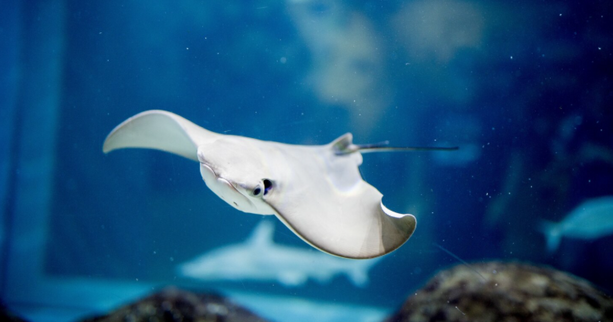 В Сингапуре трое рыбаков вытащили со станции Бедок ската весом свыше 45 кг В Сингапуре трое друзей‑рыбаков поймали крупног...