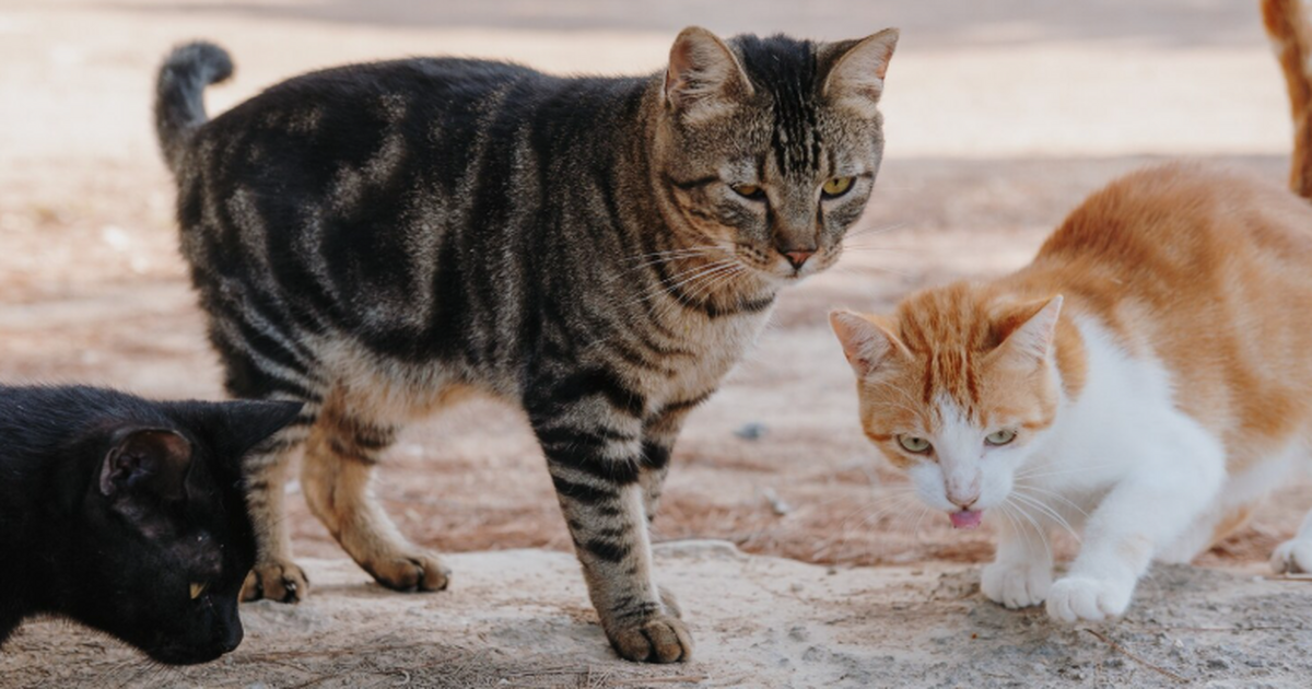 Попытка «освобождения» тысячи кошек в Китае закончилась массовой гибелью Приверженцы буддизма в Китае выкупили свыше 100...
