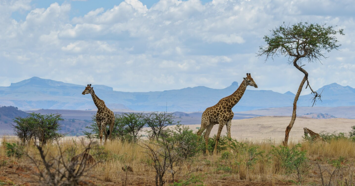 Интерес россиян к путешествиям по Африке растёт...