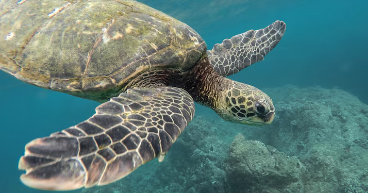 Учёные выяснили, что редкие морские черепахи Ат...