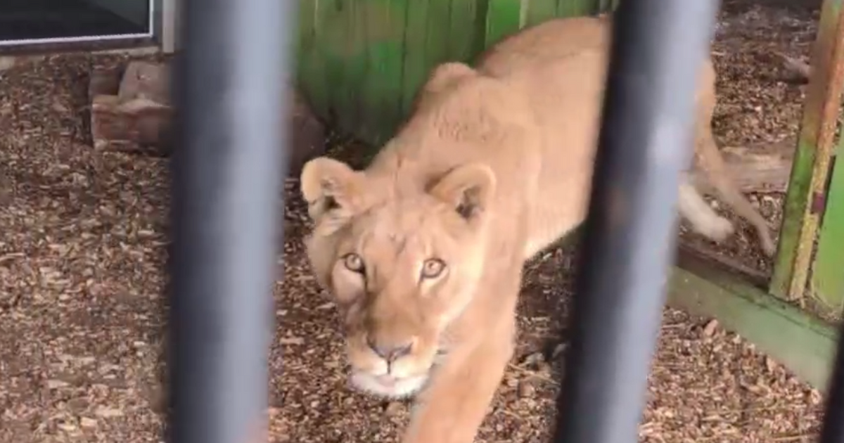 Конфискованную у владельца львицу Сабру передали в Самарский зоопарк Сейчас она проходит период адаптации