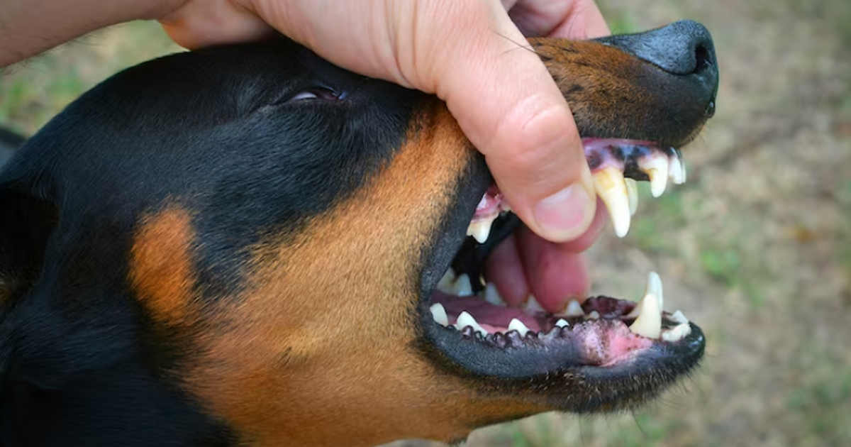 Профессор Руденко объяснил, как распознать две самые опасные формы бешенства Бешенство — смертельно опасное вирусное заболев...