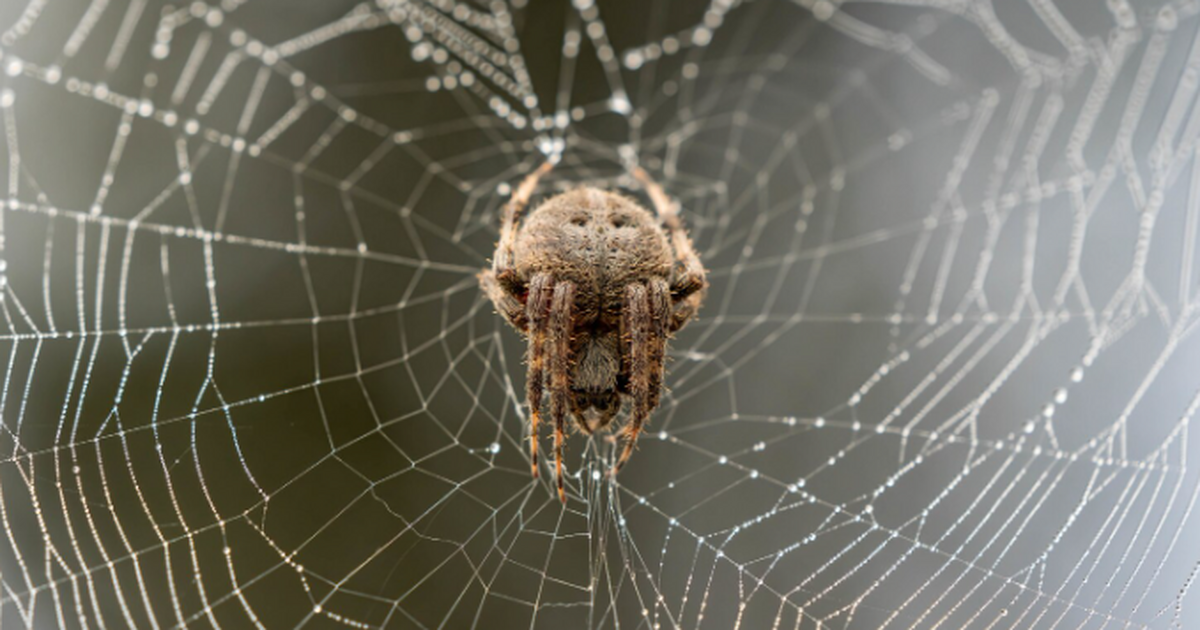 В Серной пещере описали гигантскую паучью сеть площадью 106 м² Зоологи сообщили о одной из крупнейших ловчих с...