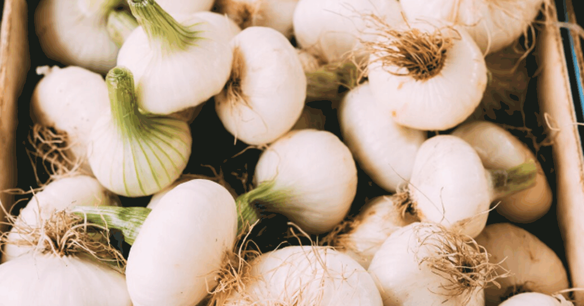 При посадке лука — добавьте 1 щепотку в лейку: ...