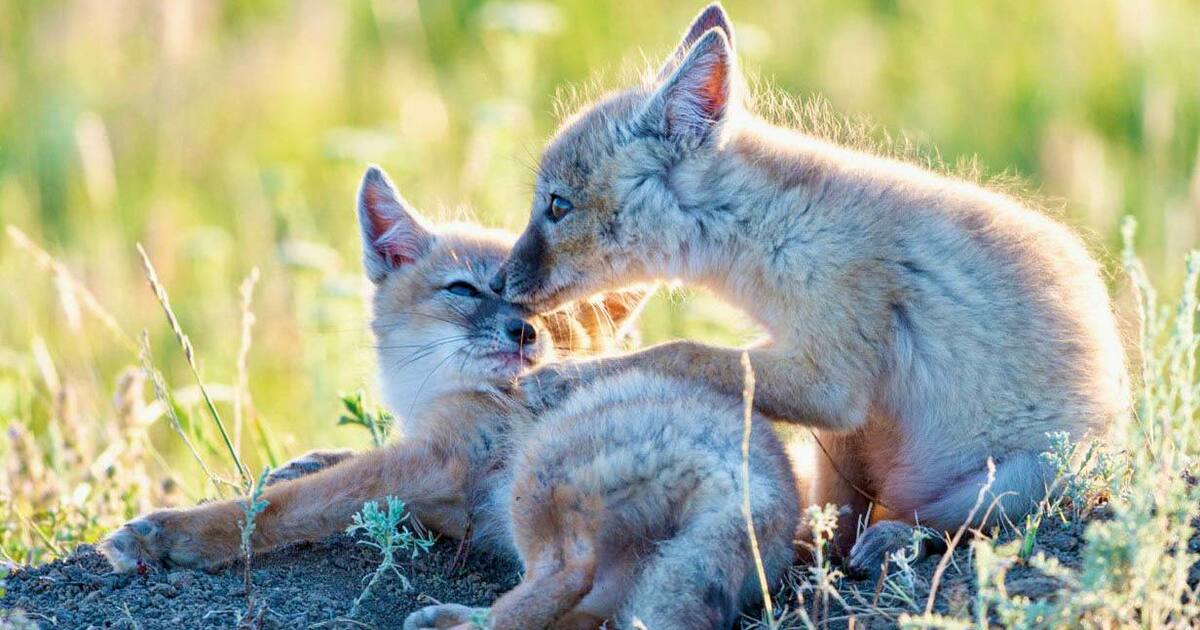 Рысь и корсак внесены в Красную книгу Самарской области Теперь охота на этих животных запрещена